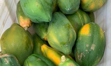 Educação reforça alimentação escolar com a distribuição de produtos