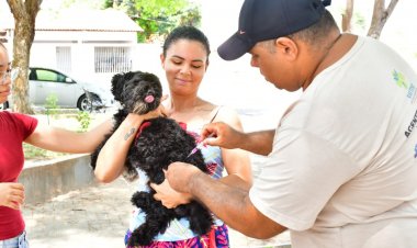 Saúde realiza com sucesso o Dia D de Vacinação Antirrábica com mais de 11 mil doses aplicadas