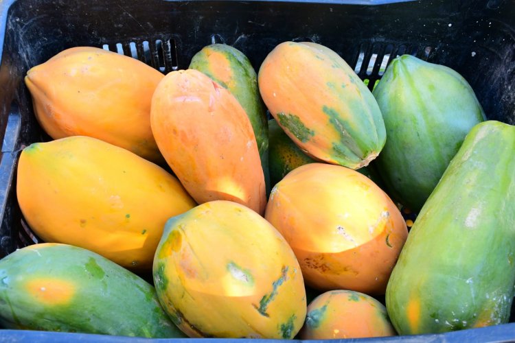 Prefeitura de Floriano inicia distribuição de produtos da alimentação escolar