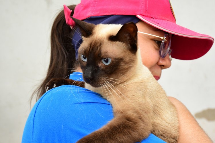 Prefeitura de Floriano mobiliza população no dia D de Vacinação Antirrábica 2025