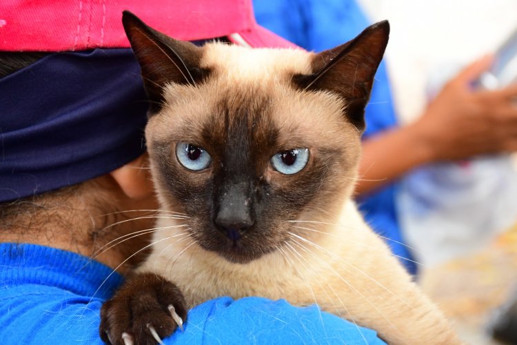 Prefeitura de Floriano mobiliza população no dia D de Vacinação Antirrábica 2025